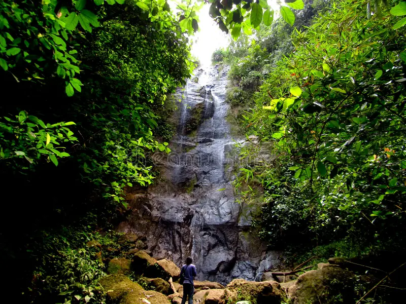 Kosambi Forest